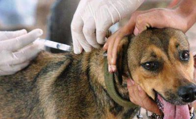 Antirrabia: vacunaron a 2 mil perros y gatos en Santa Rosa