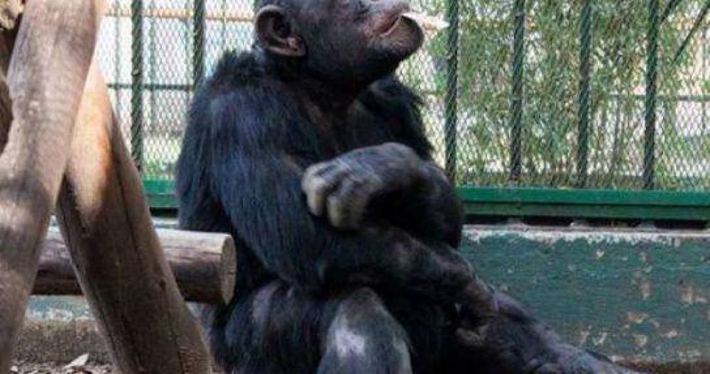 Reclamarn por el chimpanc Toti en fiesta de Cipolletti