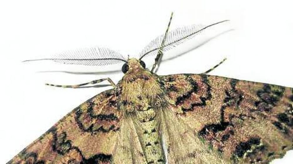 Despu�s de los mosquitos, ahora invaden las polillas