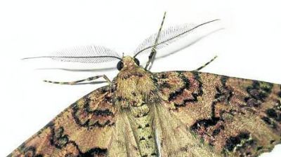 Despu�s de los mosquitos, ahora invaden las polillas