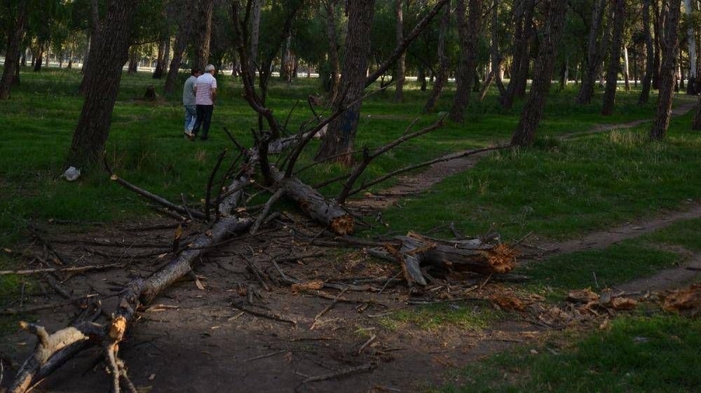 Despu�s de la tragedia, la Comuna pod� �rboles en el Parque de Mayo
