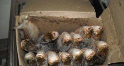 Clausuran frigor�fico de pescado