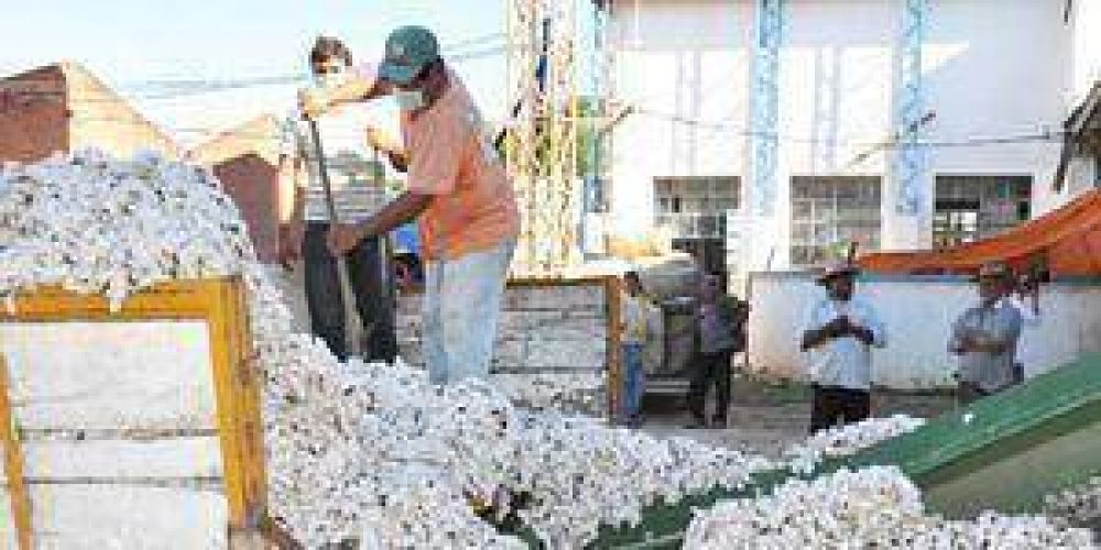 Las planchadas oficiales comenzaron a recibir las primeras cargas de algod�n