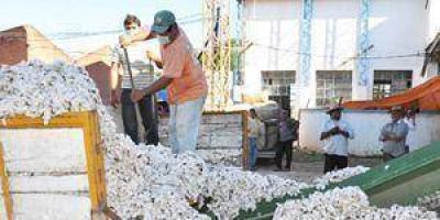 Las planchadas oficiales comenzaron a recibir las primeras cargas de algod�n