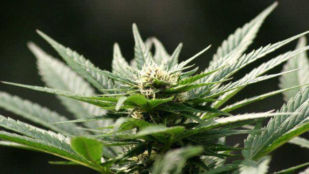 Secuestraron plantas de marihuana escondidas en el arroyo Colorado 