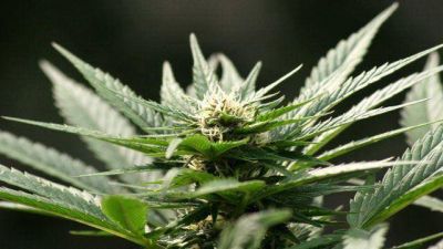 Secuestraron plantas de marihuana escondidas en el arroyo Colorado 