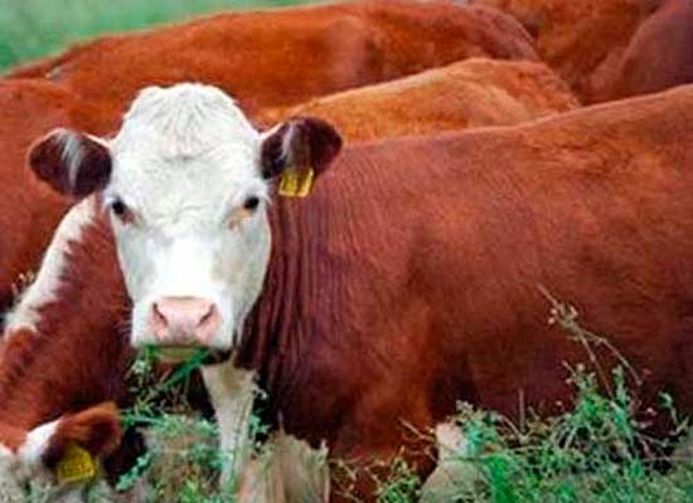 Invitan a participar en proyecto de saneamiento en rodeos de cr�a