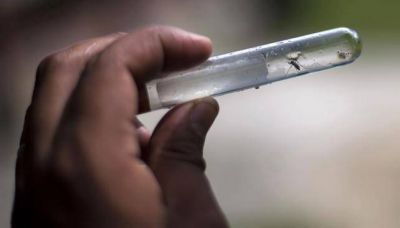 Dengue: est� en marcha un nuevo monitoreo del Aedes Aegypti