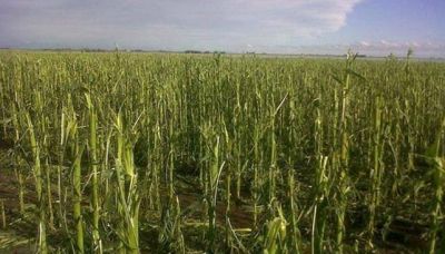 P�rdidas agr�colas por U$S 30 millones