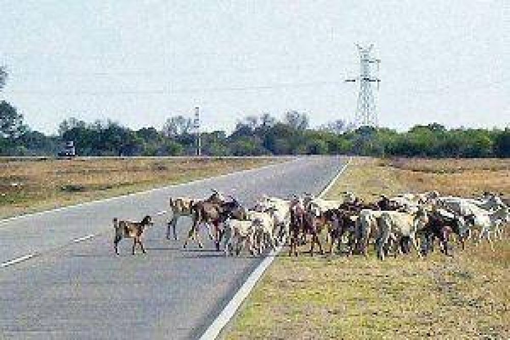 Fuerte lucha en contra de los animales sueltos en rutas locales
