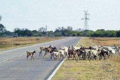 Fuerte lucha en contra de los animales sueltos en rutas locales