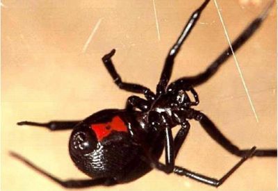 Viuda Negra en la Villa 25 de Mayo