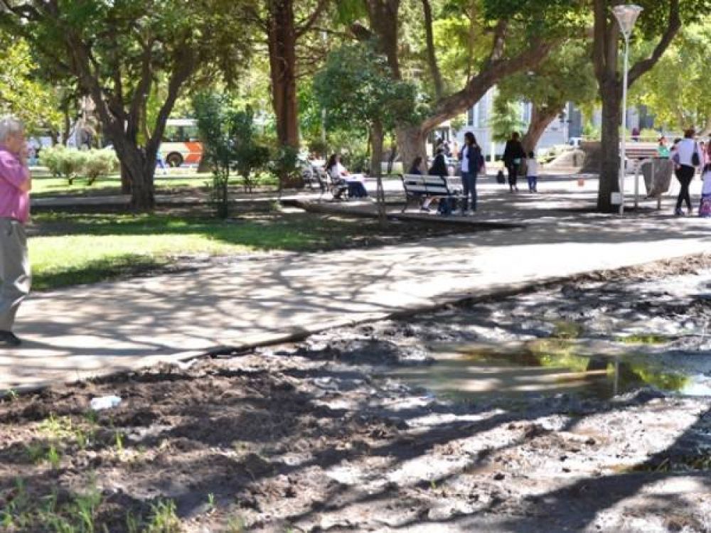 Dicen que golondrinas causan mal olor en la plaza Independencia
