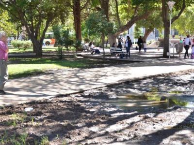 Dicen que golondrinas causan mal olor en la plaza Independencia