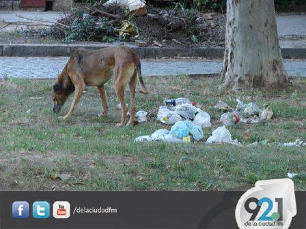 Bromatolog�a Municipal inici� esta semana la Campa�a de Castraci�n 2014