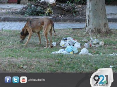 Bromatolog�a Municipal inici� esta semana la Campa�a de Castraci�n 2014