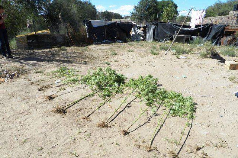 Secuestro de plantas de marihuana en Acha