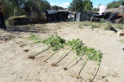 Secuestro de plantas de marihuana en Acha