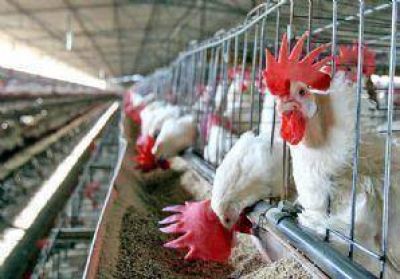 Por presencia de salmonella, denunciarán penalmente a Avícola Plottier