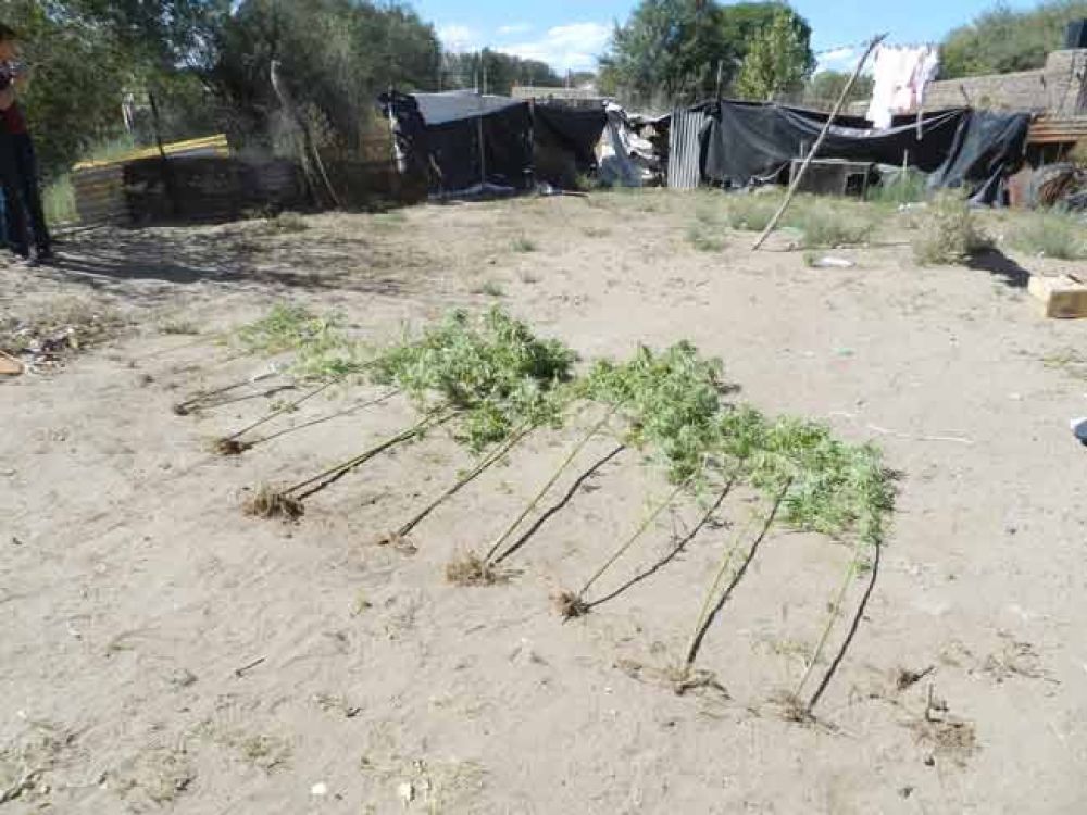 La Polic�a secuestr� 12 plantas de marihuana en General Acha