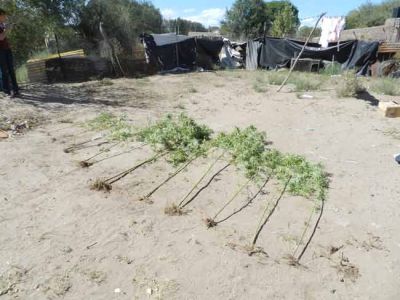 La Polic�a secuestr� 12 plantas de marihuana en General Acha