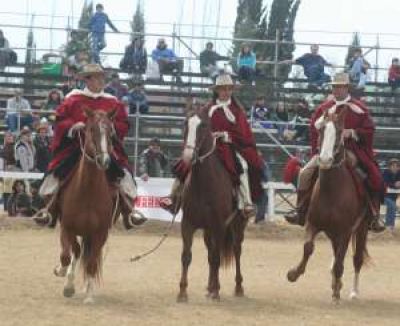Caballos peruanos: este a�o, r�cord de for�neos