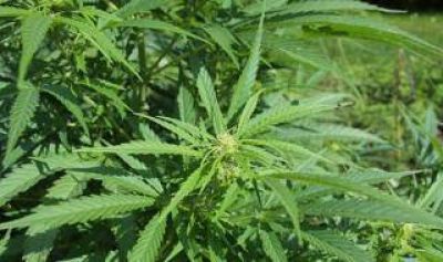 Mar del Plata: Llam� a la polic�a y le descubrieron una plantaci�n de marihuana en su jard�n