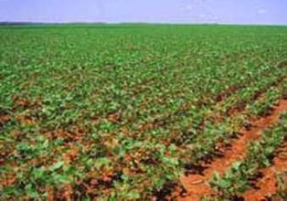 Agro:Aliviar la presi�n fiscal al campo	