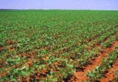 Agro:Aliviar la presi�n fiscal al campo	