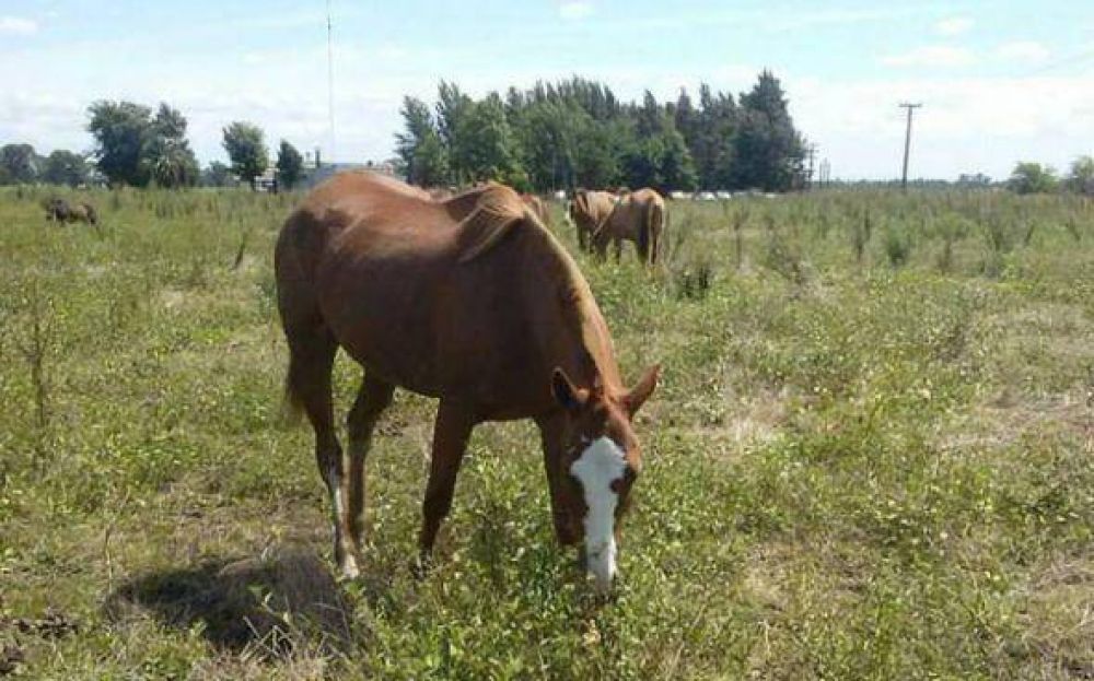 Aseguran que Pilar es el municipio de la provincia m�s afectado por el robo de caballos