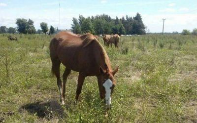 Aseguran que Pilar es el municipio de la provincia m�s afectado por el robo de caballos