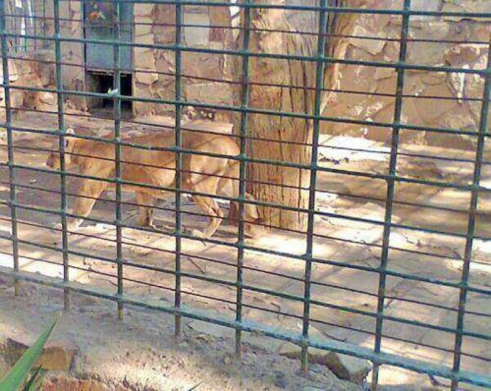 Impulsan una �movida solidaria� para el zool�gico