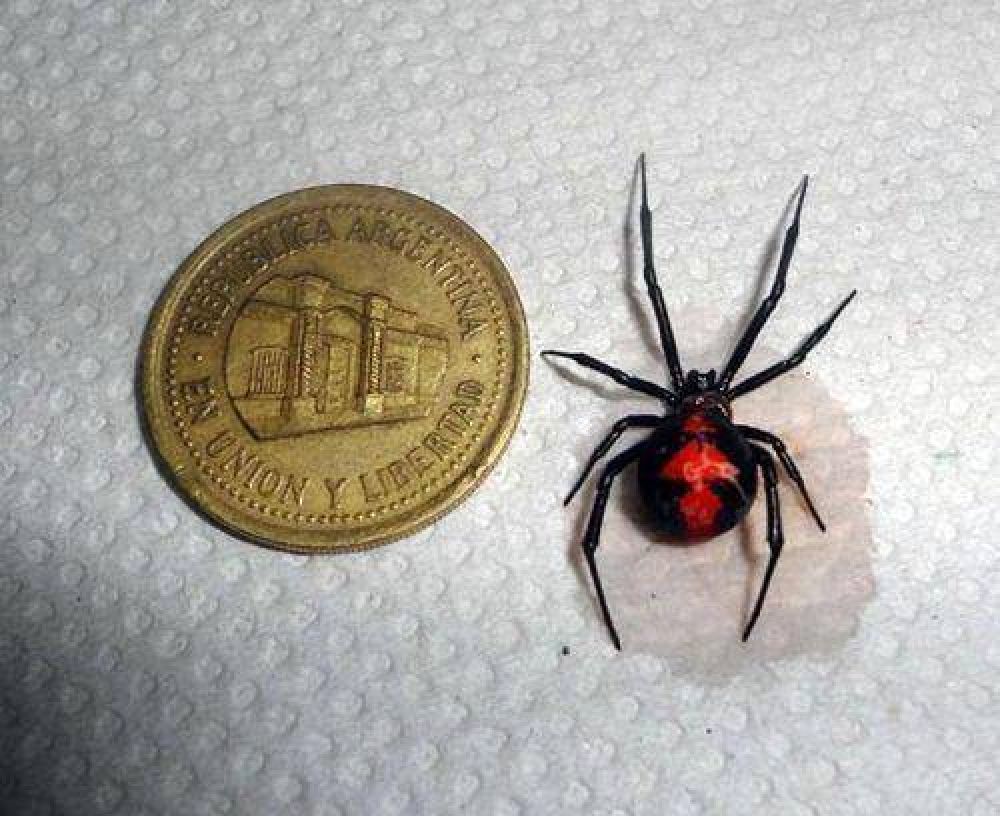 Otra Viuda Negra en la Villa 25