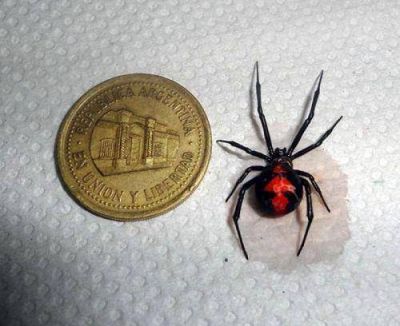 Otra Viuda Negra en la Villa 25