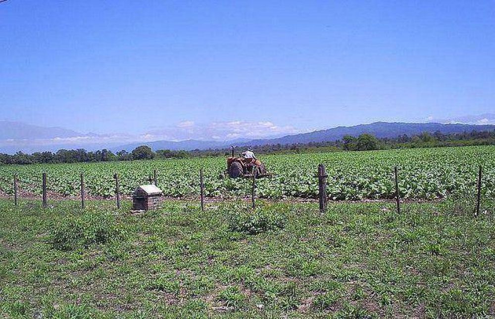 Jujuy: Calsina promueve mecanismo de ajuste autom�tico para el precio del tabaco