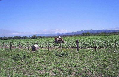 Jujuy: Calsina promueve mecanismo de ajuste autom�tico para el precio del tabaco