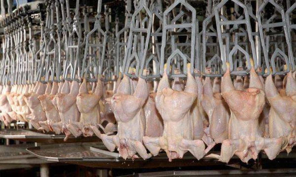 La Rioja podr autoabastecer su consumo de carne avcola