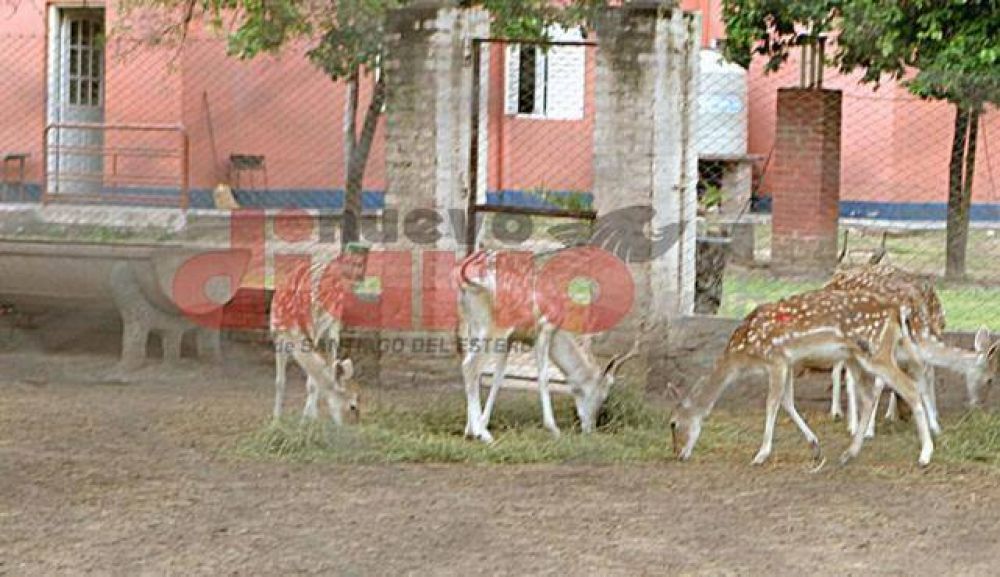 Invitan a ecologistas a ir al zoo a ver a los animales