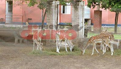 Invitan a ecologistas a ir al zoo a ver a los animales