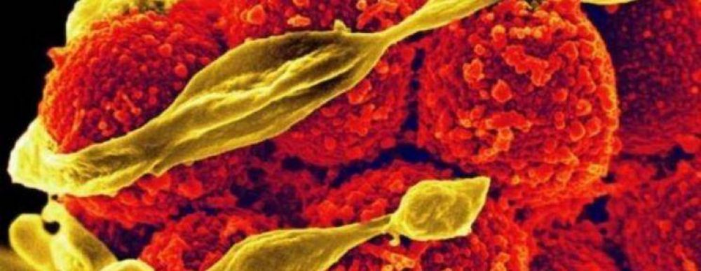 Descubren nueva clase de antibi�ticos con participaci�n rosarina