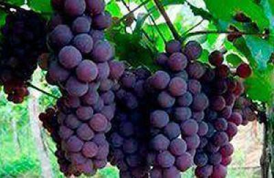 Realizar�n un taller sobre el cultivo de vid en condiciones de clima adverso