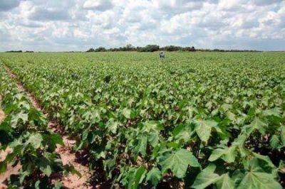 Relevamiento de precios de productos agropecuarios en el Chaco
