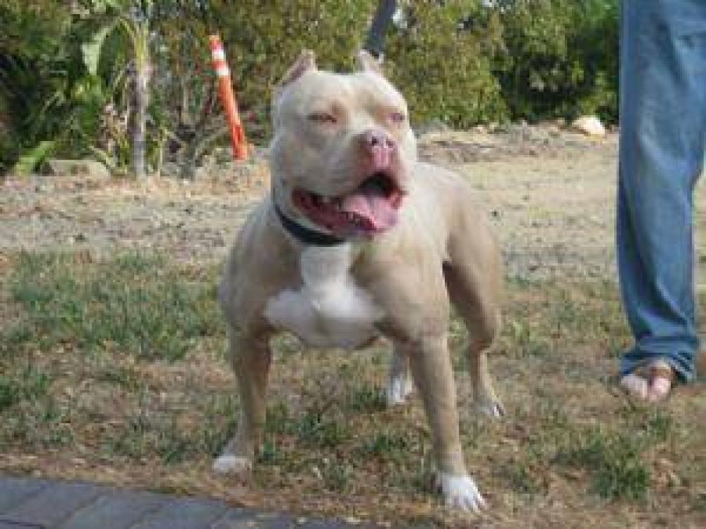 Una nena est� grave tras ser mordida por un perro
