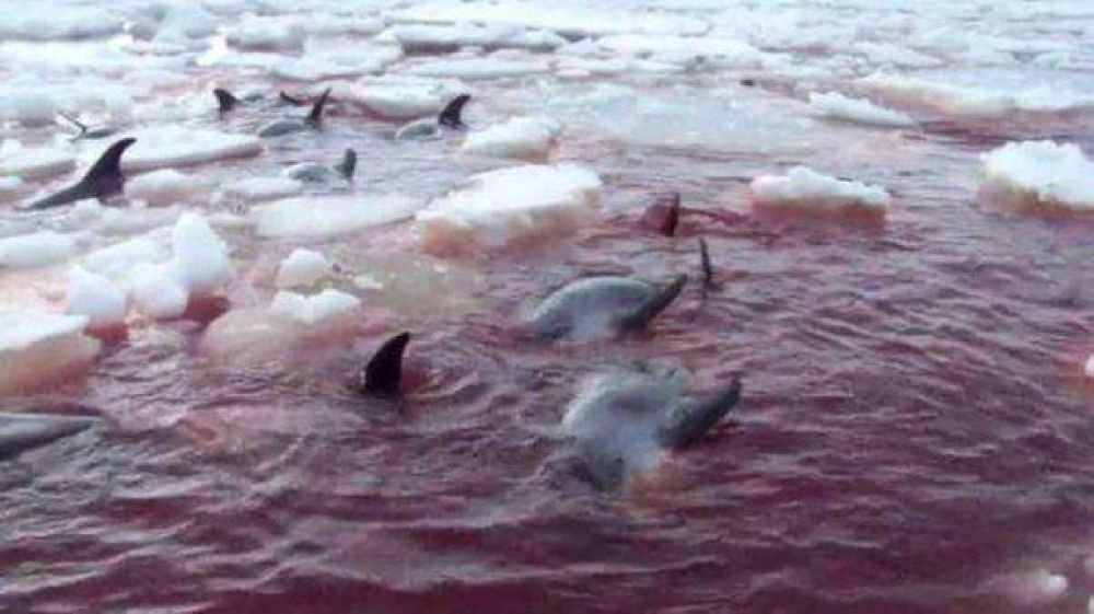 M�s de 30 delfines murieron atrapados en el hielo