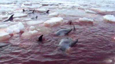 M�s de 30 delfines murieron atrapados en el hielo