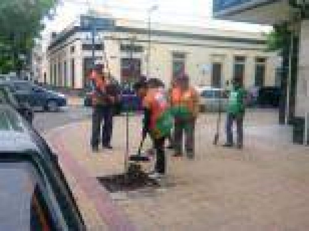 La Plata: Reemplazar�n unos 50 �rboles por semana, en un importante programa ambiental comunal