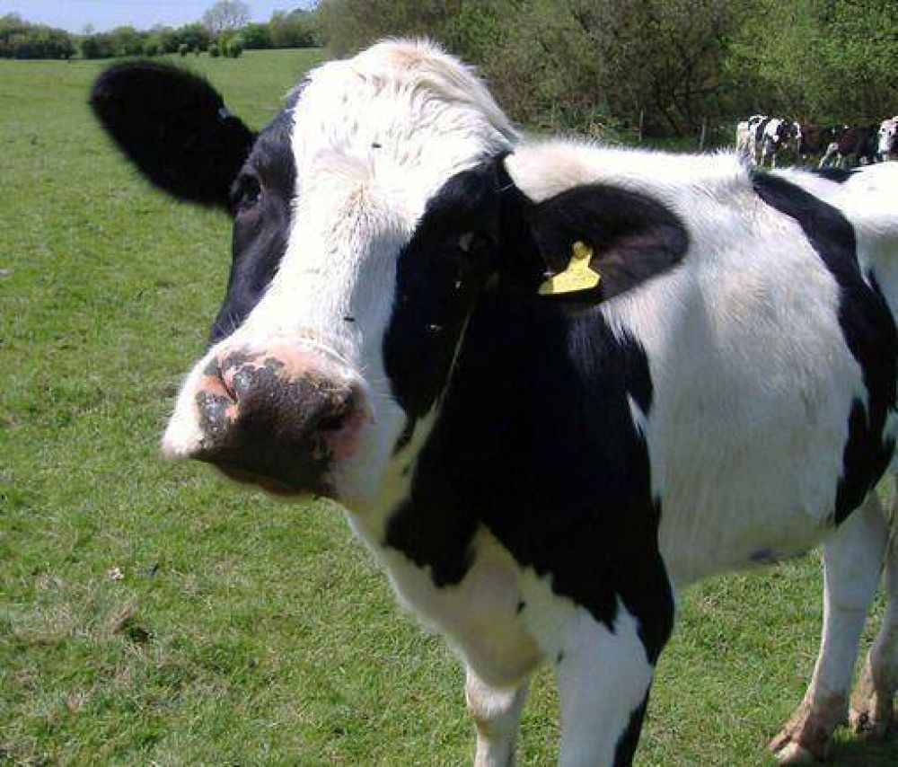 El Senasa determin que la mortandad de bovinos en Misiones fue a causa de una intoxicacin con senecio
