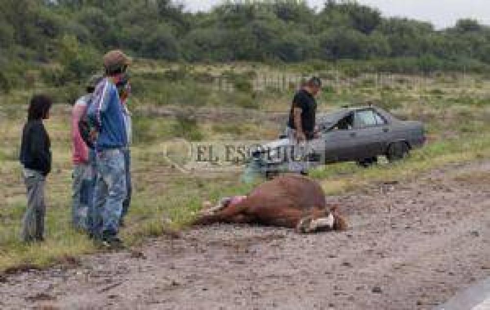 Polic�a choc� un caballo y est� grave, en una jornada plagada de siniestros
