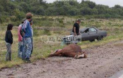 Polic�a choc� un caballo y est� grave, en una jornada plagada de siniestros
