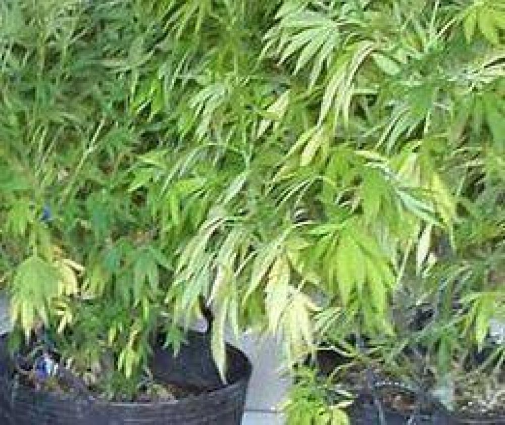 Menor ten�a una planta de marihuana en la casa  